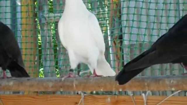 г.ВЛАДИКАВКАЗ,  ГОЛУБИ( ХУГАЕВА ОЛЕГА) 6 ЧАСТЬ.02.07.2017.Г.