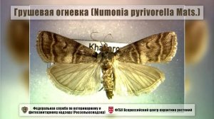 Грушевая огневка (Numonia pyrivorella Mats.)