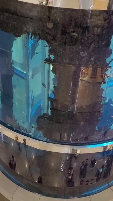 Москва, рыбы, аквариум, ТЦ Океания, магазин