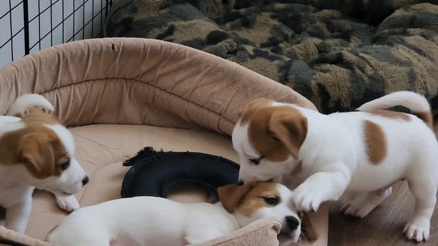 Щенки Джек Рассел смотреть онлайн