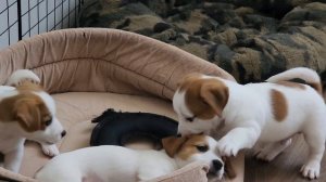 Щенки Джек Рассел