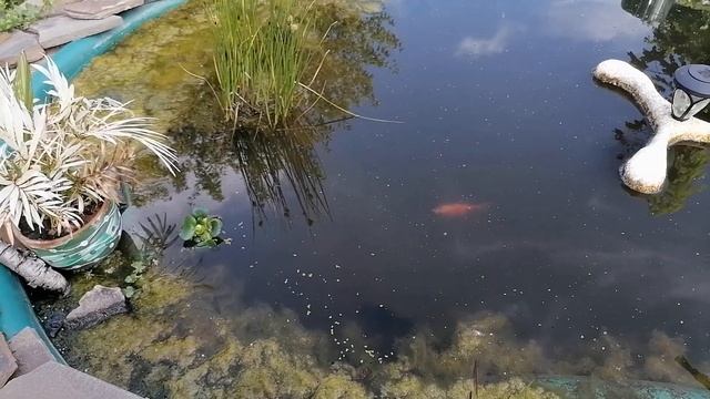 Малек по кличке Лаки. серия № 7 - На свободу !!! Мы выросли ! смотреть онлайн