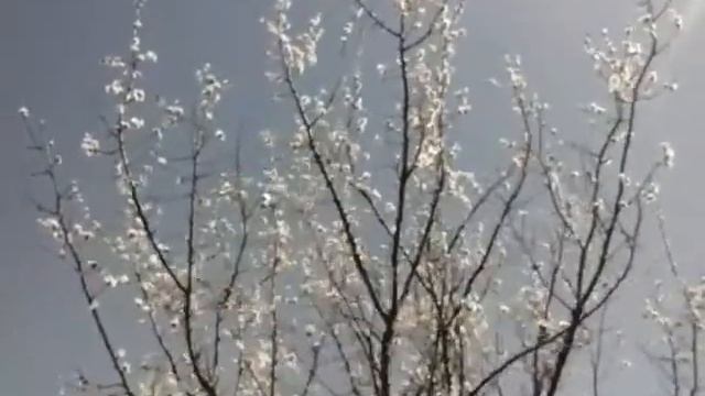 Цветениие Абрикосы:) смотреть онлайн