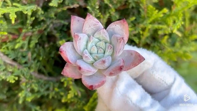 Echeveria Colorata смотреть онлайн