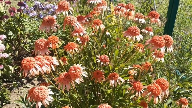 Ухаживаем за садом в августе. Жара надвигается. Обзор сортов наших эхинацей. смотреть онлайн