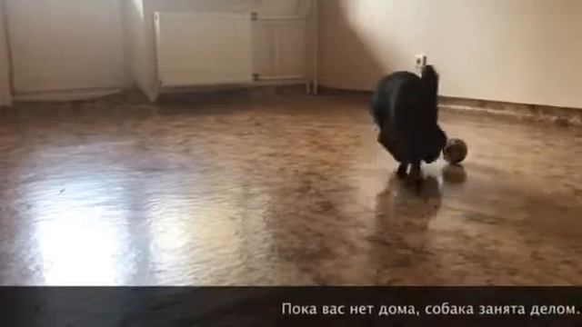 Игрушка которая никогда не надоест вашей собаке. смотреть онлайн