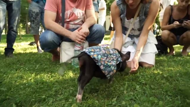 Такие разные питомцы - Выпуск 3 смотреть онлайн