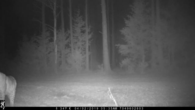 Adult Bobcat Cruises by a Trail Camera смотреть онлайн