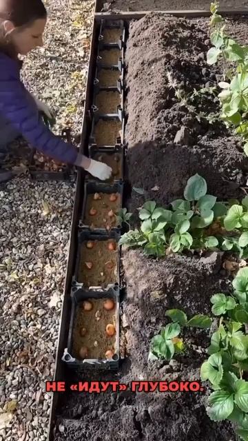 Как сажать тюльпаны