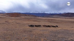 Наша Сибирь 4К: Степная свобода