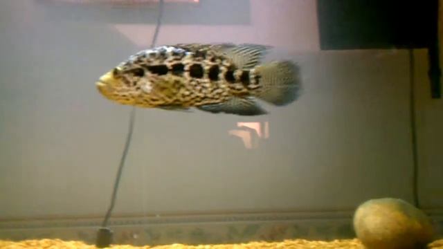 Jaguar cichlid tank new rocks смотреть онлайн