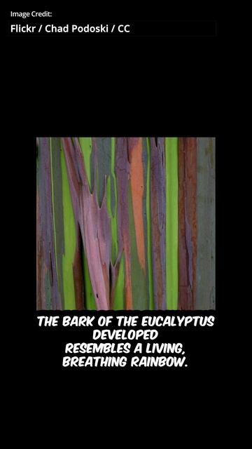 Nature's Living Masterpiece: The Rainbow Eucalyptus Revealed смотреть онлайн