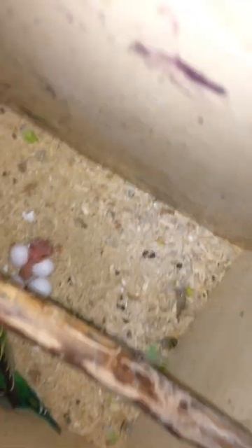 Начали лупица пошли молыши смотреть онлайн