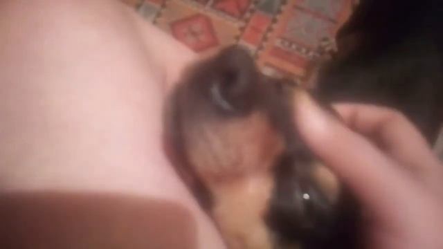 Собака ХРЮ смотреть онлайн