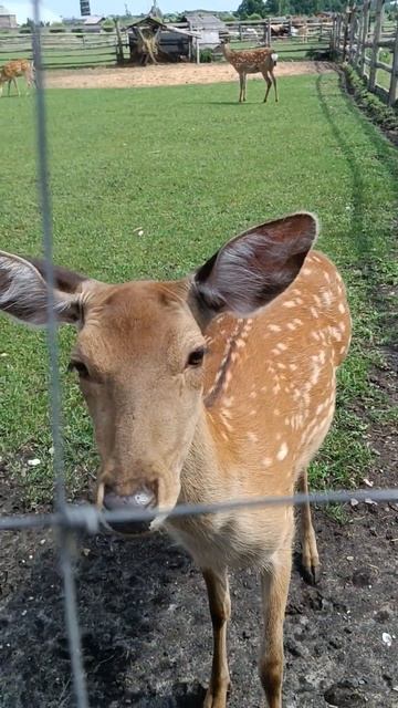 парк диприз Барановичи