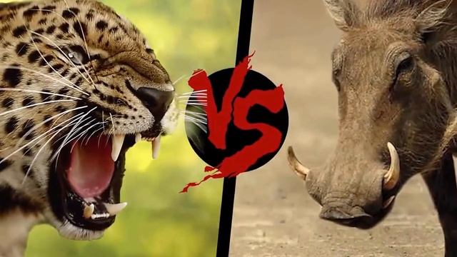 حيوانات مفترسة مجنونة Crazy BATTLES OF ANIMALS remove the camera || #321 смотреть онлайн