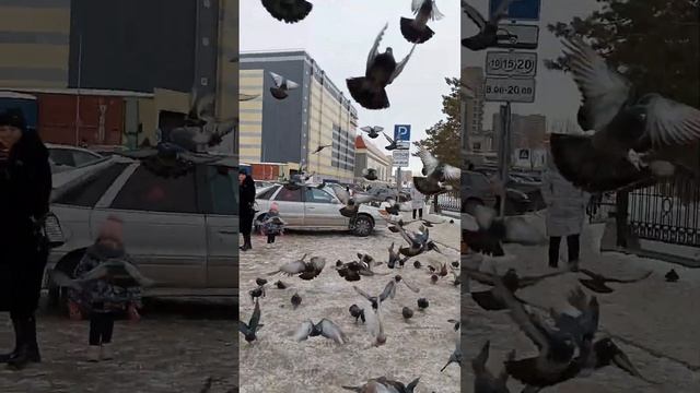 Кормление голубей в Астане #астана #голуби #столица смотреть онлайн
