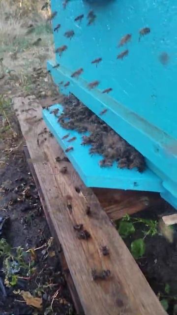 Нападение пчёл после пролива серопа смотреть онлайн