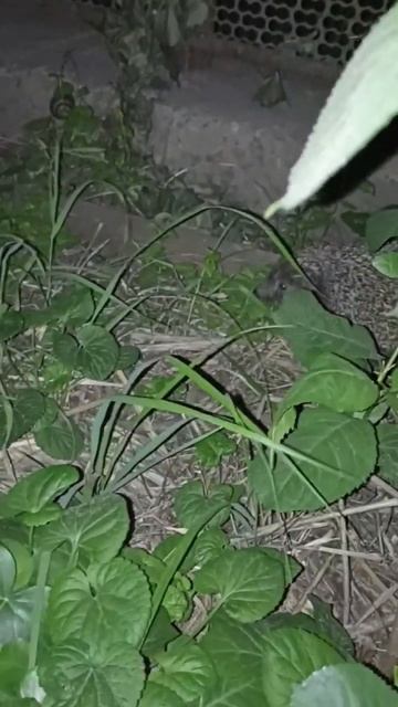 Краснодарский ёжик смотреть онлайн