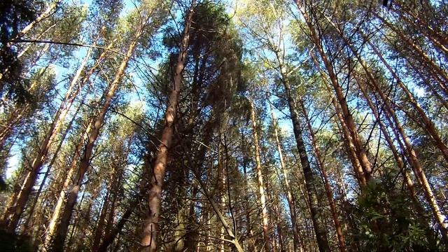 Звуки осени