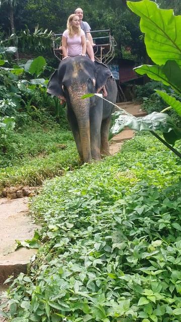 Покатушки на слоне часть 1 #Слон #Экзотическийотдых #Тайланд #Shorts смотреть онлайн