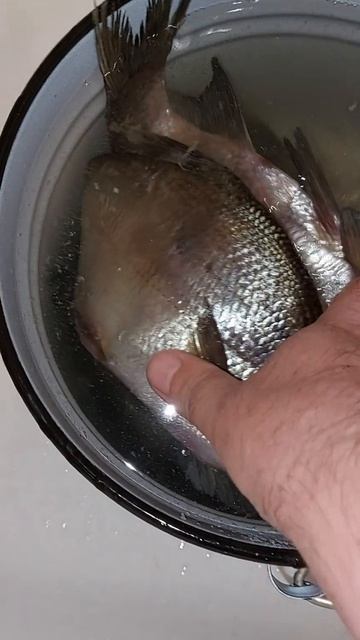 Рецепт: как правильно засолить и завялить леща.