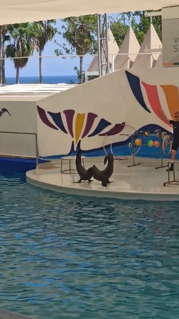 # морские котики смотреть онлайн