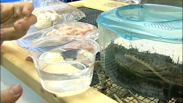 How to Care for Spotted Pythons : Thawing Spotted Python Food смотреть онлайн