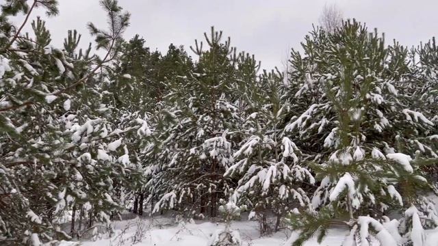 ЛАТВИЯ | ЗАСЫПАЕТ СНЕГОМ | СУГРОБЫ ТРУДНО ИДТИ | ЗИМНИЙ ЛЕС ПРЕКРАСЕН | ВЕТЕР И МЕТЕЛЬ | ПРОГУЛКА смотреть онлайн