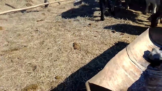 Как себя чувствуют телочки после обезроживания смотреть онлайн