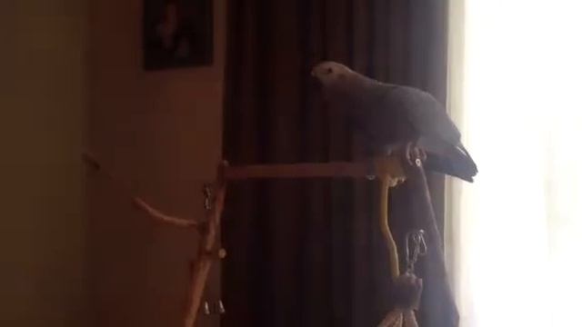 Жако Гриша смотреть онлайн