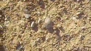 Hyalomma excavatum femelle