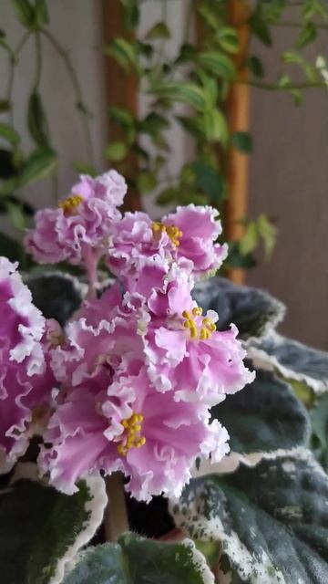 нежная Dn -Ольга #фиалки#цветы смотреть онлайн