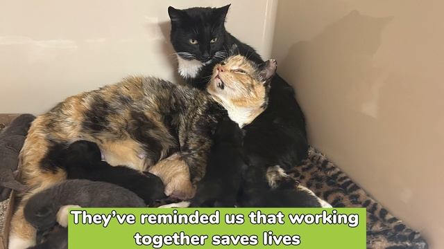 Evelyn Hugo and Celia- A Bonded Pair of Mama Cats смотреть онлайн