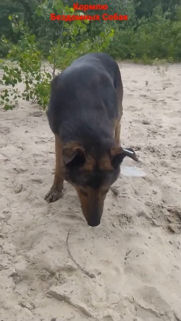 Накормил Бездомных собак  | помощь животным