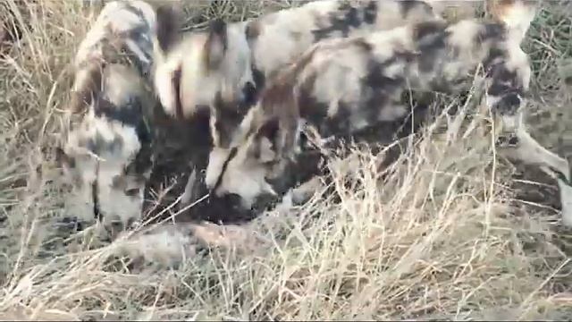 The Inspiring Story of Africa's Wild Dogs смотреть онлайн