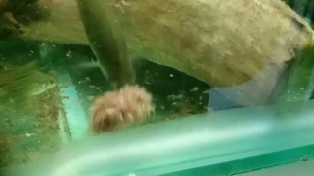 АМЕКА смотреть онлайн