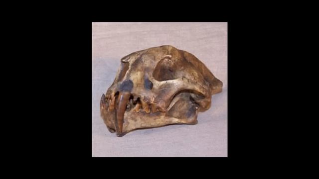 Prehistoric Cats & cats like creaturs.wmv смотреть онлайн