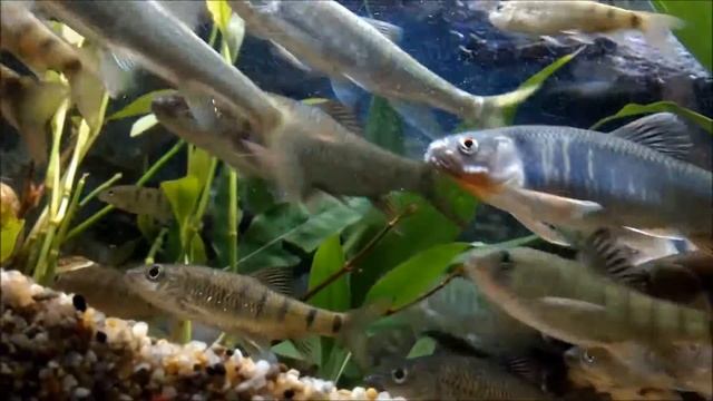100s  Fish，aquarium Freshwater Fish。  SS - 99  Taiwan Zacco Platypus Website