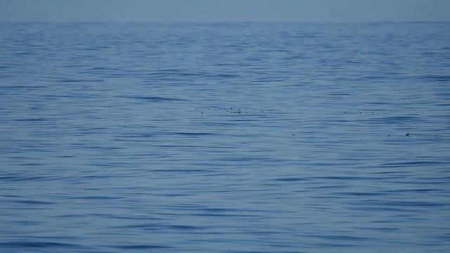 ウミスズメ/Ancient Murrelet＆ウトウ/Rhinoceros Auklet, 27 Feb. 2023, off Matsue Shimane. смотреть онлайн