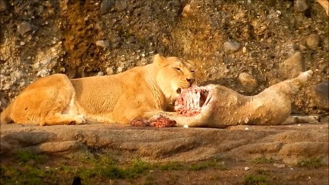 Lion/Nature/природа 4K/BEST 4K Clips/DEMO TEST/ULTRA HD/ [4K]