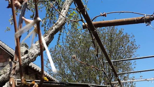 Весенние заморозки и виноград смотреть онлайн