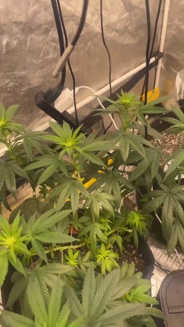 Need to do some pruning and make sure no leaves are blocking bud si￼te смотреть онлайн