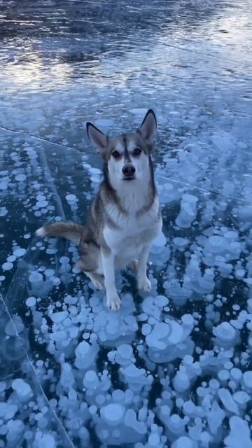 В этом видео прекрасно всё!💙#Байкал #ПриродаРоссии #поставьлайк #МилыеЖивотные #ЭРД #ShortsFriends смотреть онлайн