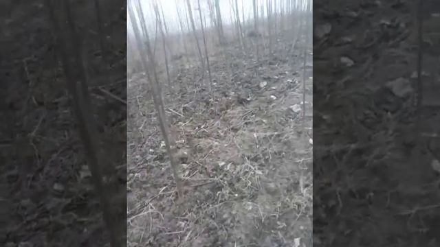 Тадбиркор ва ташкилотларни хамкорликка чакирамиз Кучат хакида малумот видеода курсатилган 973380188 смотреть онлайн