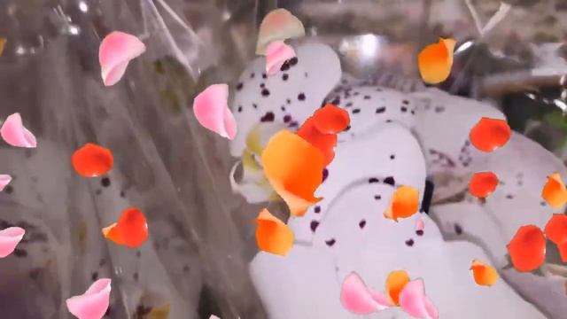 ОРХИДЕИ mp4 смотреть онлайн