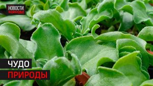 Хрустальную траву впервые вырастили в Одинцове // 360 Одинцово