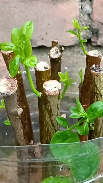 How to grow lemon tree on plastic bottle #gardening #shorts #lemontree смотреть онлайн