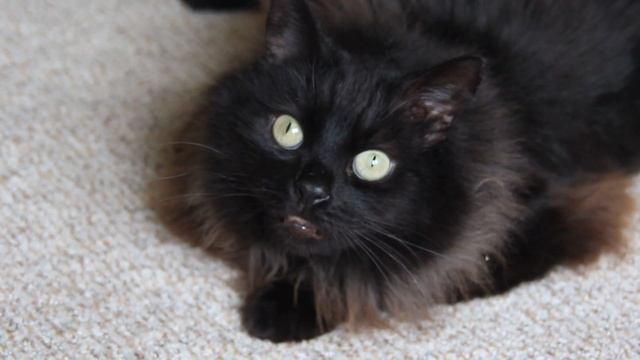 Rembrandt yawns смотреть онлайн