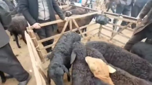 Мол бозор нархлари, Mol bozor narxlari.07.02.21